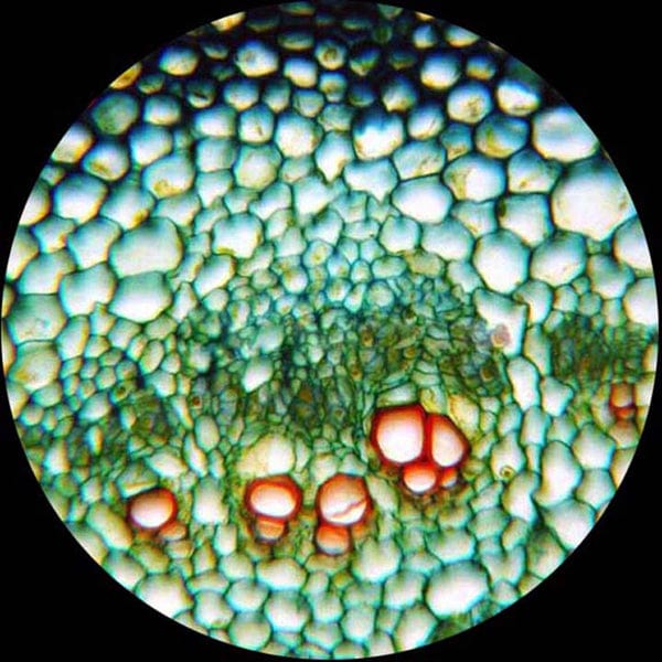 AmScope | Student Microscope | 40X-1000X Portable LED Monocular + 25 Prepared Slides