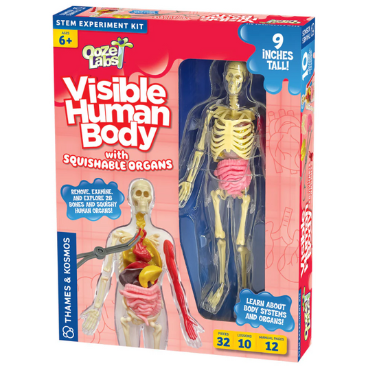 Ooze Labs: Visible Human Body with Squishable Organs | Ages 6+ | 32 Pieces | STEM Experiment Kit